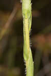 Thistleleaf aster